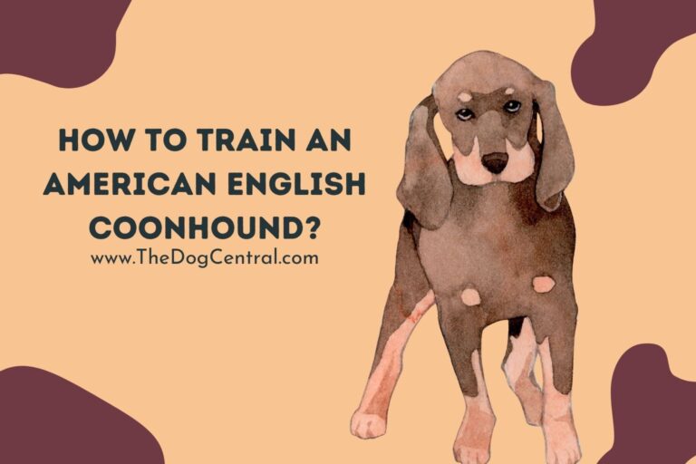 how to train an American English Coonhound