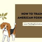 How to Train an American Foxhound Puppy?