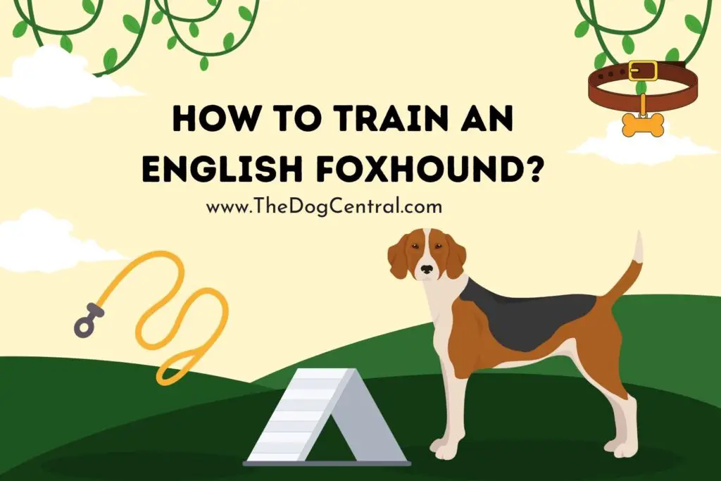 how-to-train-an-english-foxhound-the-dog-central