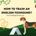 How to Train an English Foxhound?