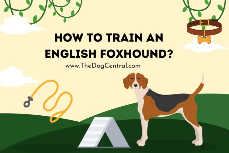 how to train an English Foxhound