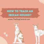 How to Train an Ibizan Hound?