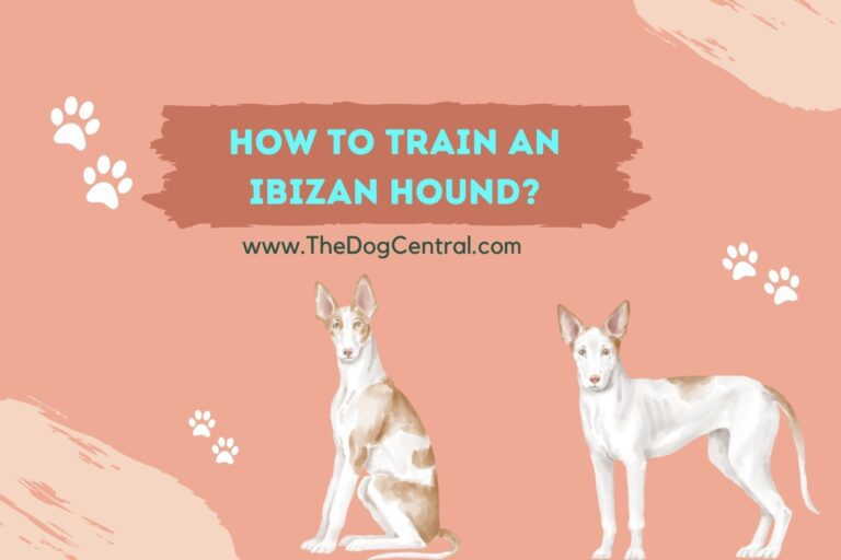 how to train an Ibizan Hound