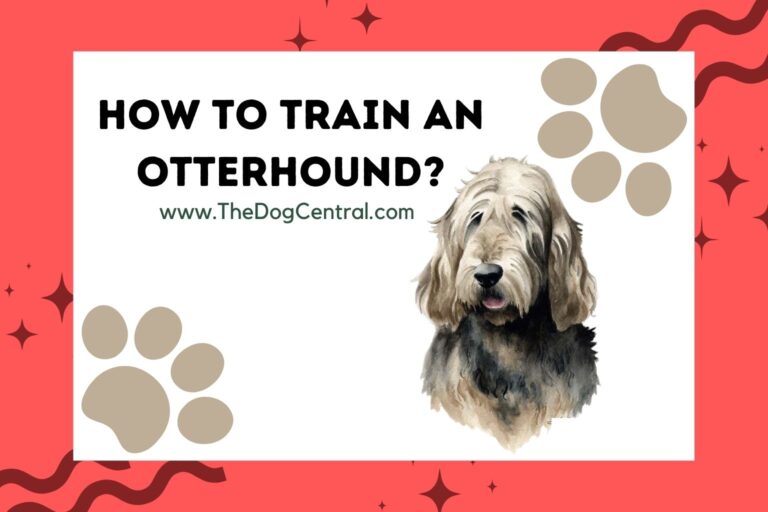 how to train an Otterhound