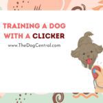 Training a Dog With a Clicker