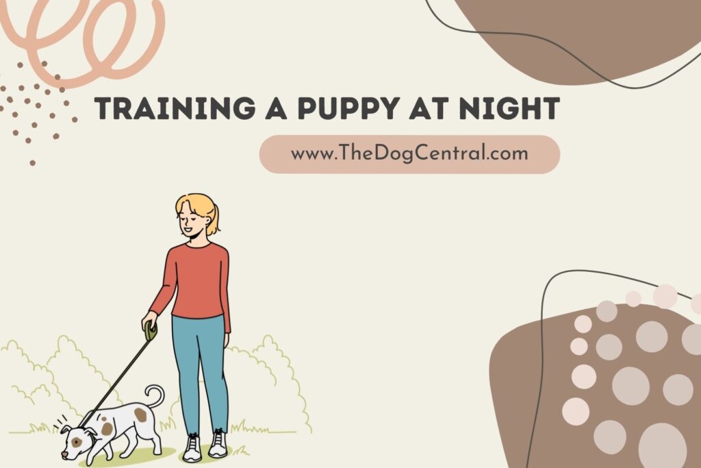 Training a Puppy at Night The Dog Central