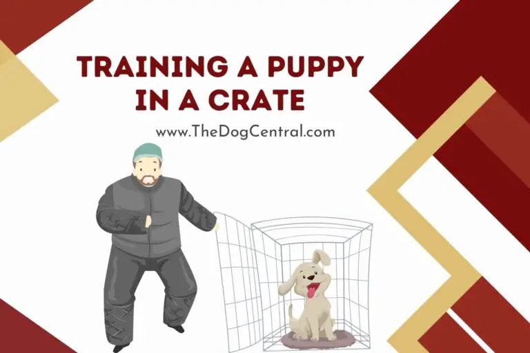 How to Train a Puppy in a Crate
