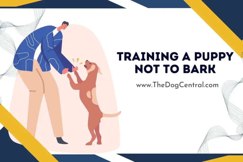 How to Train a Puppy Not to Bark? The Dog Central