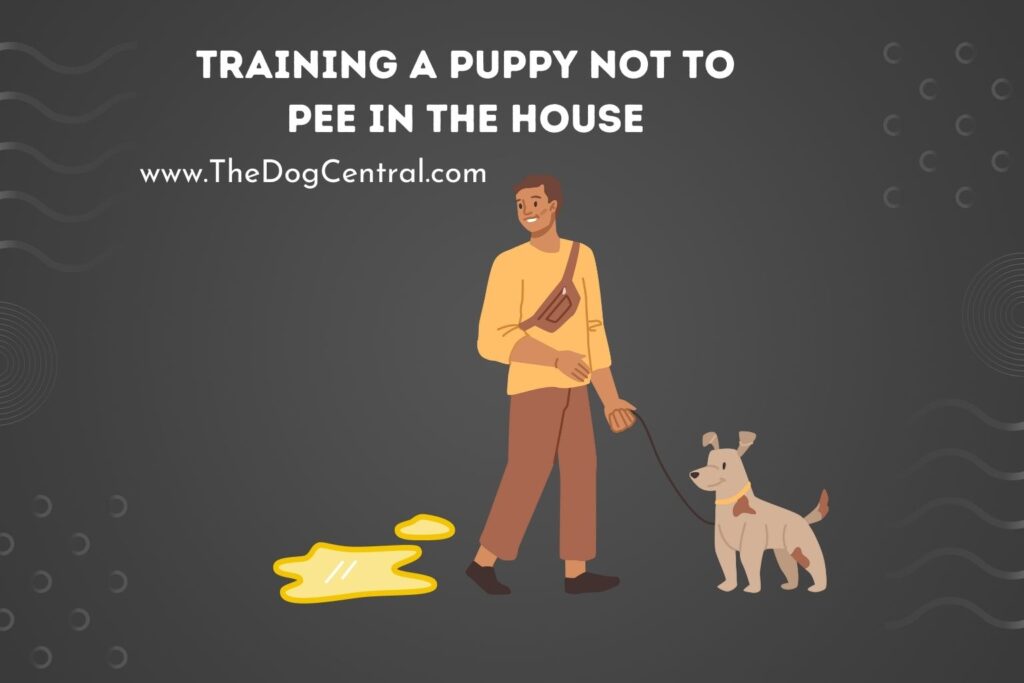 Training a Puppy Not to Pee in the House The Dog Central