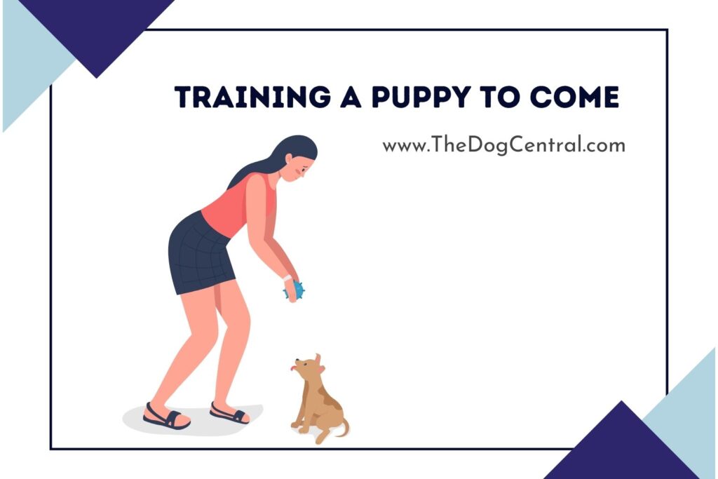 Training a Puppy to Come When Called The Dog Central