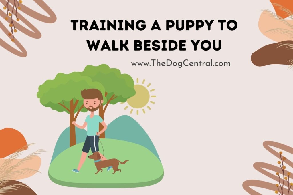 Training a Puppy to Walk Beside You The Dog Central