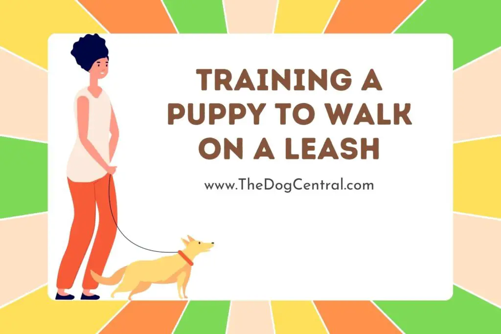 How To Teach A Puppy To Walk To Heel