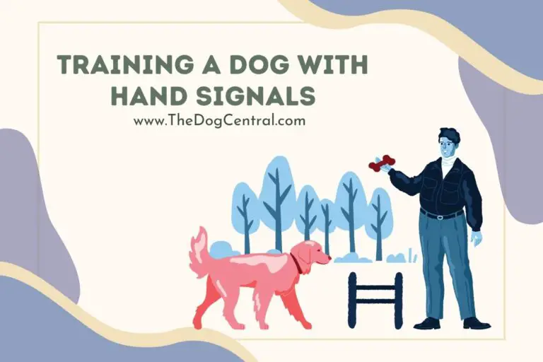 training a dog with hand signals